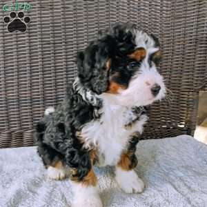 Van, Mini Bernedoodle Puppy